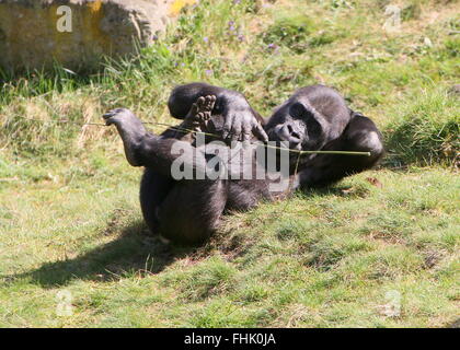 Jeune mâle gorille se balançant d'avant en arrière en position couchée sur le dos Banque D'Images