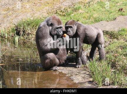 Deux gorilles de plaine de l'Ouest au bord de l'eau, mère et fils, le partage des fruits Banque D'Images