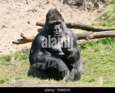 Mâle mature gorille de plaine de l'Ouest eating fruit Banque D'Images