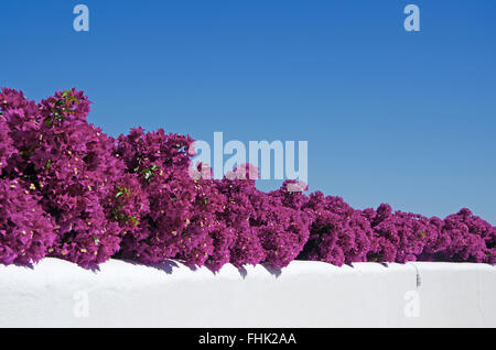 Mallorca, Majorque, Îles Baléares, Espagne, Europe : Bougainvillea sur un mur blanc de l'île, un paysage méditerranéen typique Banque D'Images