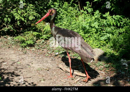 L'alerte de la cigogne noire (Ciconia nigra) à faible distance de marche par Banque D'Images