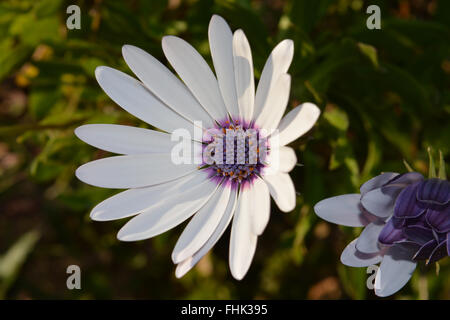 Fleur Osteospermum Banque D'Images