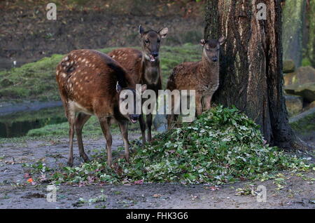 De la famille des Philippines ou Visayan spotted deer (Cervus alfredi, Rusa alfredi) ; moins de bois de cerf, biche et jeune faon Banque D'Images