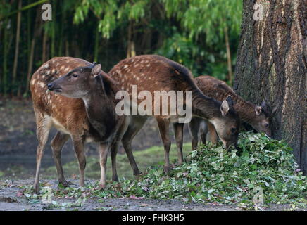 De la famille des Philippines ou Visayan spotted deer (Cervus alfredi, Rusa alfredi) ; moins de bois de cerf, biche et faon, jeune homme à l'avant Banque D'Images