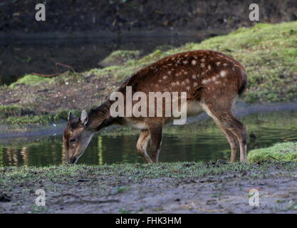 Femelle de pâturage ou Visayan, repéré des Philippines cerf (Cervus alfredi, Rusa alfredi) Banque D'Images