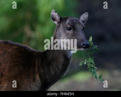 Femme Philippine ou Visayan spotted deer (Cervus alfredi, Rusa alfredi) mâcher des feuilles Banque D'Images