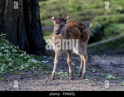 Les jeunes Philippins ou Visayan repéré deer fawn (Cervus alfredi, Rusa alfredi) Banque D'Images