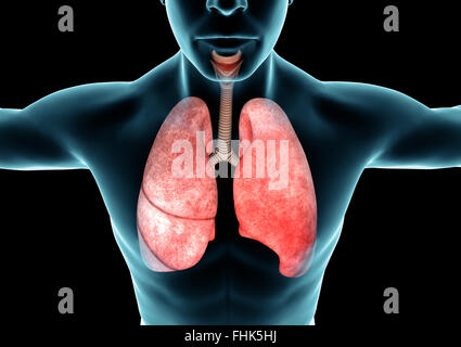 Anatomie du corps humain hi-res stock photography and images - Alamy
