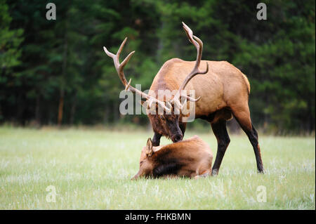 Un taureau le wapiti (Cervus elaphus canadensis) flaire une vache pendant l'automne de l'ornière, les Rocheuses du Nord Banque D'Images