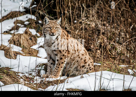 Le lynx eurasien (Lynx lynx) montrant les couleurs de camouflage de chasse dans la taïga, dans la neige en hiver / printemps Banque D'Images