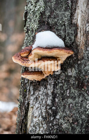 Le support (benjoin Ischnoderma benzoinum / Boletus benzoinus Wahlenb.) sur le tronc de l'arbre en hiver Banque D'Images