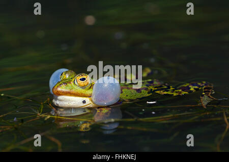 Grenouille comestible / grenouille verte (Pelophylax kl. esculentus / Rana kl. esculenta) masculin flottant dans l'étang montrant sacs vocaux gonflés Banque D'Images