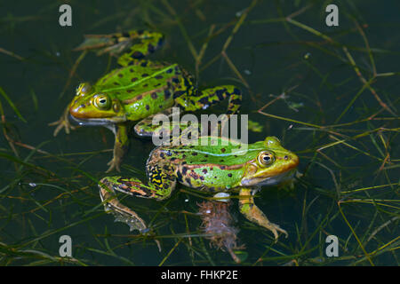 Deux grenouilles comestibles / grenouille verte (Pelophylax kl. esculentus / Rana kl. esculenta) flottant dans l'étang dans la saison de l'accouplement Banque D'Images