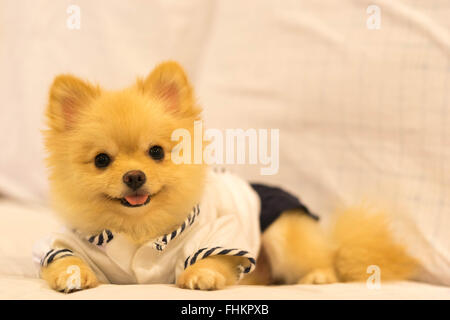 Mignon chien pomeranian portant chemise étudiant, souriant sur le canapé avec copie espace Banque D'Images