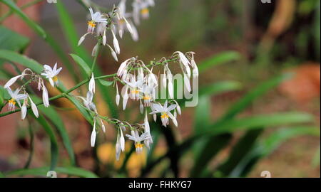 Rengarenga Rock Lily de Nouvelle-Zélande Banque D'Images