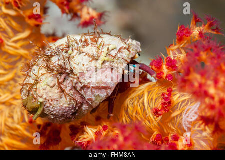 Dardanus lagopodes, ermite, Shaab Rumi, Mer Rouge, au Soudan Banque D'Images