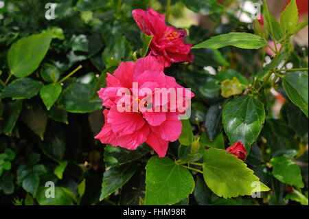 Fleur rouge exotique sur fond de feuilles vertes Banque D'Images