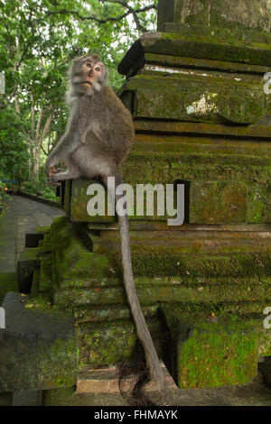 Singe assis sur le portail de la forêt des singes sacrés à Ubud, Bali island. Banque D'Images