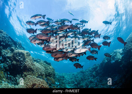 Banc de vivaneau Macolor niger, noir, Saint John's Reef, Red Sea, Egypt Banque D'Images