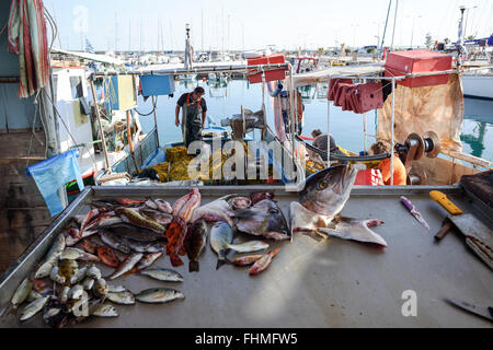 Les pêcheurs de Rethymnon avec leurs prises de poissons frais qui est prêt ou à la vente. Banque D'Images