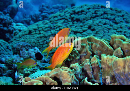 Femme scalefin ou lyretail anthias Pseudanthias squamipinnis, et des récifs coralliens, golfe d'Aqaba, Mer Rouge, Jordanie Banque D'Images