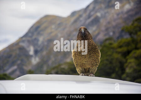 Oiseau Kea en Nouvelle Zélande Banque D'Images