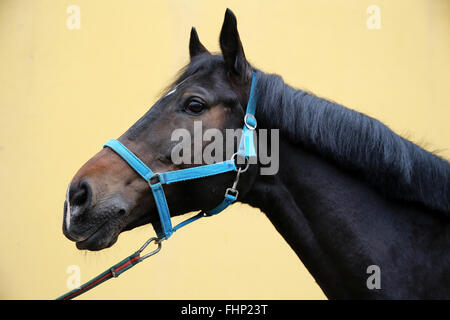 Cheval cavalier sportif posant contre le mur de la grange jaune Banque D'Images