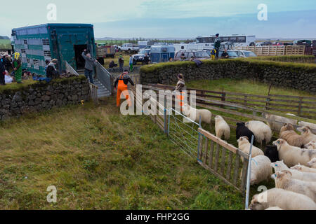 Roundup moutons en Islande Banque D'Images