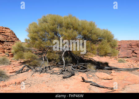 Acacia le haut de King's Canyon, Territoire du Nord, Australie Banque D'Images