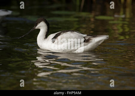 Avocette élégante Recurvirostra avosetta, UK, captive, Banque D'Images