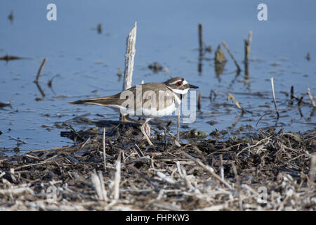 Le Pluvier kildir (Charadrius vociferus), Bosque del Apache National Wildlife Refuge, Nouveau Mexique, USA. Banque D'Images