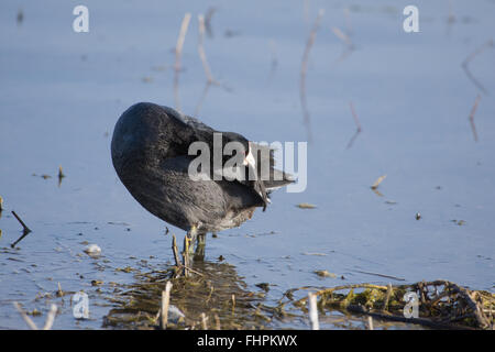 Au lissage, la Foulque d'Amérique (Fulica americana), Bosque del Apache National Wildlife Refuge, Nouveau Mexique, USA. Banque D'Images