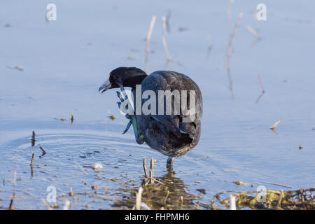 Au lissage, la Foulque d'Amérique (Fulica americana), Bosque del Apache National Wildlife Refuge, Nouveau Mexique, USA. Banque D'Images