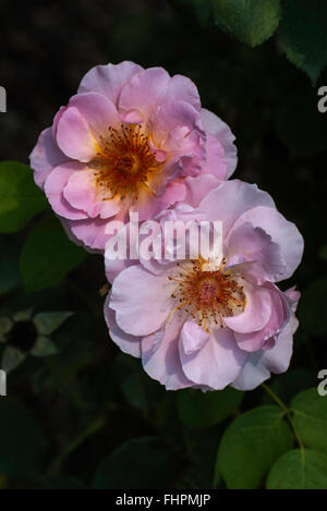 David Austin Rose, BELLE HISTOIRE, Anglais , rose, rose clair, arbuste Banque D'Images