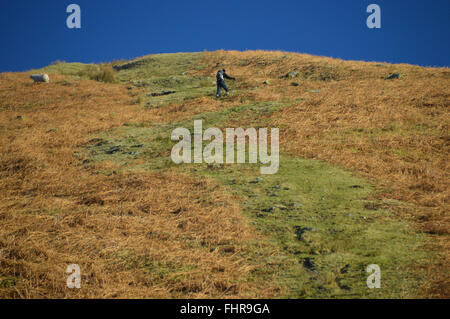 Homme seul randonneur avec pôles trekking escalade grande langue sur la route à Grisedale Hause sur Wainwrights Coast to Coast Path Banque D'Images