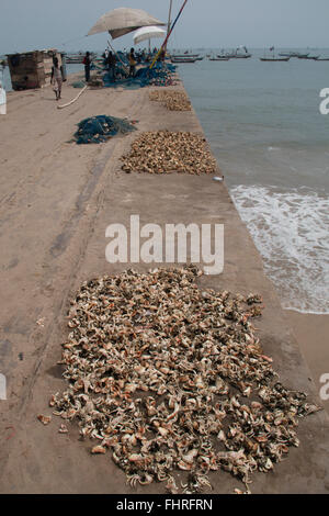 Crabes capturés par les pêcheurs sur la jetée de Jamestown, Accra, Ghana Banque D'Images