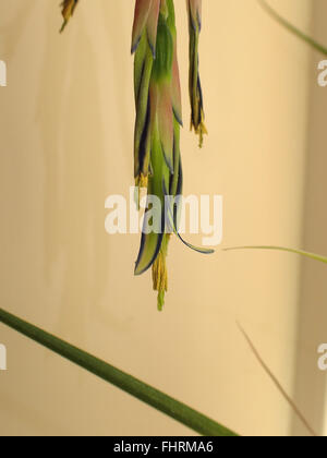 Close up of Queen's tears (Billbergia nutans) contre un mur de fleurs crème Banque D'Images