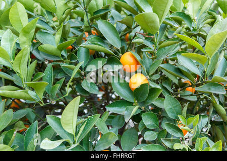 Branches vertes avec les jeunes fruits mandarin Banque D'Images