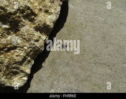 Araignée-loup tacheté (Pardosa amentata) sur calcaire pavage en pierre de grès rock Banque D'Images