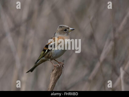 Pinson du nord (Fringilla montifringilla femelle) à Blashford Lakes, UK Banque D'Images