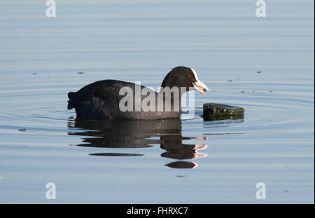 Foulque macroule (Fulica atra) nager sur un lac, UK Banque D'Images