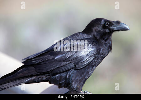 Grand Corbeau (Corvus corax), Fuerteventura, Îles Canaries, Espagne. Banque D'Images