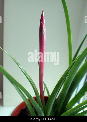 Les larmes de la reine (Billbergia nutans) plante avec close up de fleur non ouverte, contre un mur crème Banque D'Images