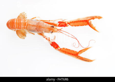 La langoustine isolés. Banque D'Images