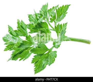 Le persil herb isolé sur le fond blanc. Banque D'Images