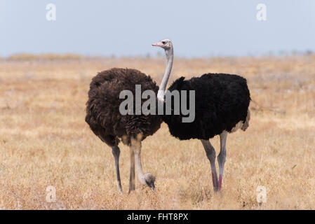 Deux (autruche Struthio camelus) dans les prairies, avec des hommes pour attirer des tibias rouge mate, Etosha National Park, Namibie Banque D'Images