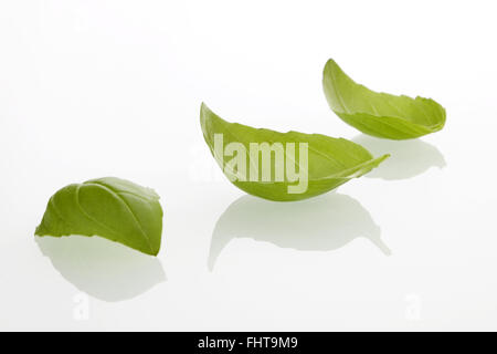 Feuilles de basilic Banque D'Images