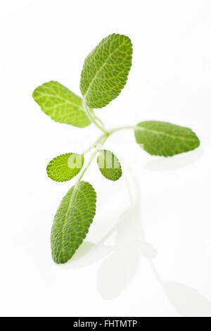 Rameau Sage isolé sur blanc. Banque D'Images