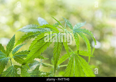 Jeune plant de cannabis. Banque D'Images