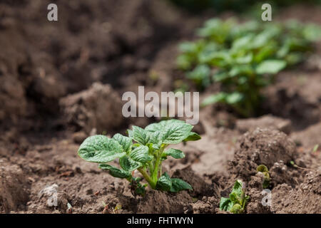 Jeune pomme de terre sur la couverture du sol. plant close-up Banque D'Images